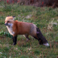 PEI Red Foxes