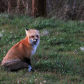 PEI Red Foxes
