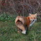 PEI Red Foxes