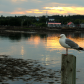 Sunset Herring Gull