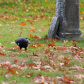 American Crow