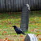 American Crow