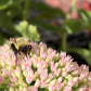 Bumblebee 