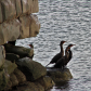 Cormorants on the Old Bridge