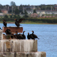 Cormorants on the Old Bridge