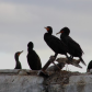 Cormorants on the Old Bridge
