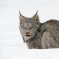 Lynx