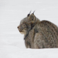 Lynx