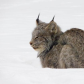 Lynx