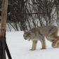 Lynx
