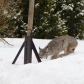 Lynx