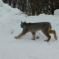 Lynx