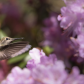Annaâ€™s Hummingbird