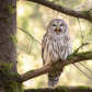 That Barred Owl