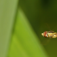 Hoverfly