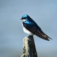 Tree Swallow 