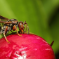 Northern paper wasp