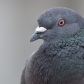 Gray pigeon