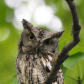 Screech Owl