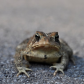 Mr. Toad