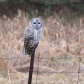 Barred Owl