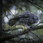 A Barred Owl with It's Prey