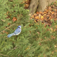 Bluejay