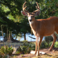 Black tail buck