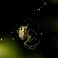 Orchard orbweaver