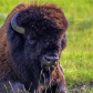 Grumpy Bison