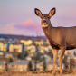 Deer Posing At Sunrise