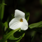 Trillium flower