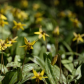 Trout lily