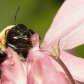 Nectar robber 