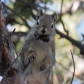 Hungry Squirrel