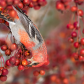 Pine Grosbeak Feeding