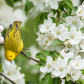 Yellow Warbler