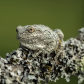 Gray Tree Frog