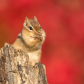 Chipmunk with Autumn Colour