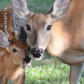 Backyard Deer