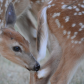 Backyard Deer