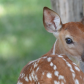 Backyard Deer