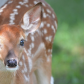Backyard Deer