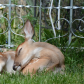 Backyard Deer