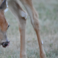 Backyard Deer