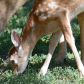 Backyard Deer