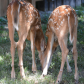 Backyard Deer