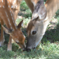 Backyard Deer