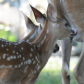 Backyard Deer