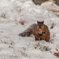 Snowy Squirrel